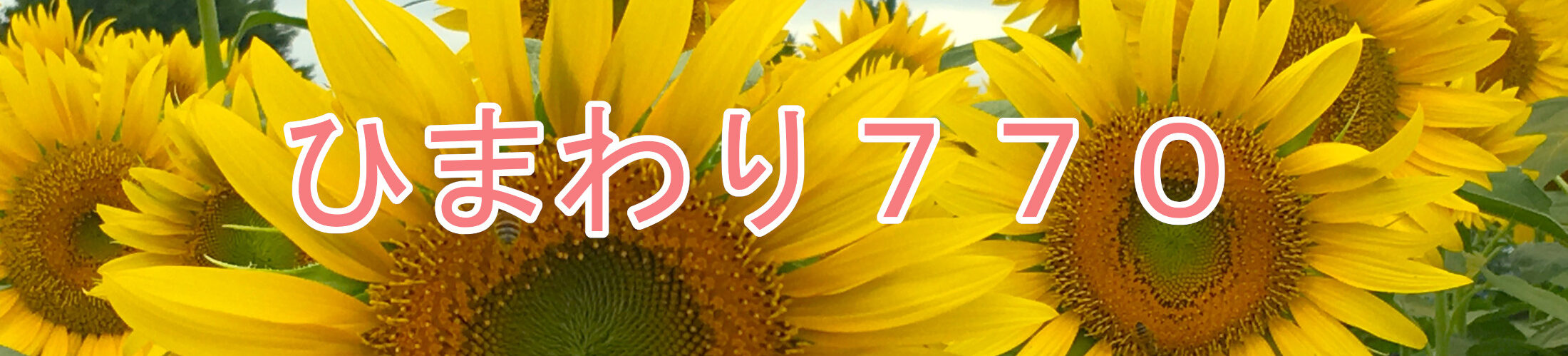 ひまわり７７７